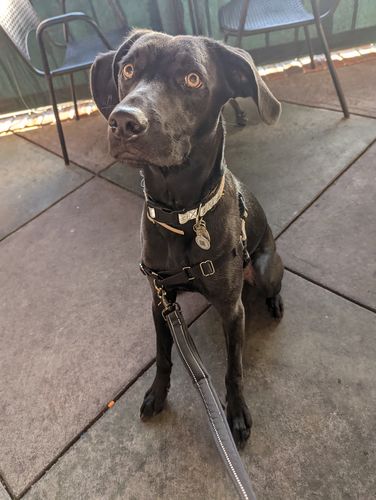 Customer photo review of Fetch