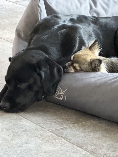 Customer photo review of Lucky Belly