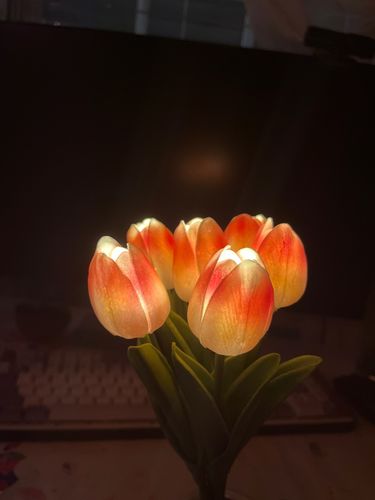 Customer photo review of Spring Tulip Night Light