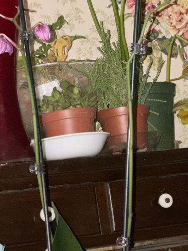 Customer photo review of Jade Plant | Crassula ovata