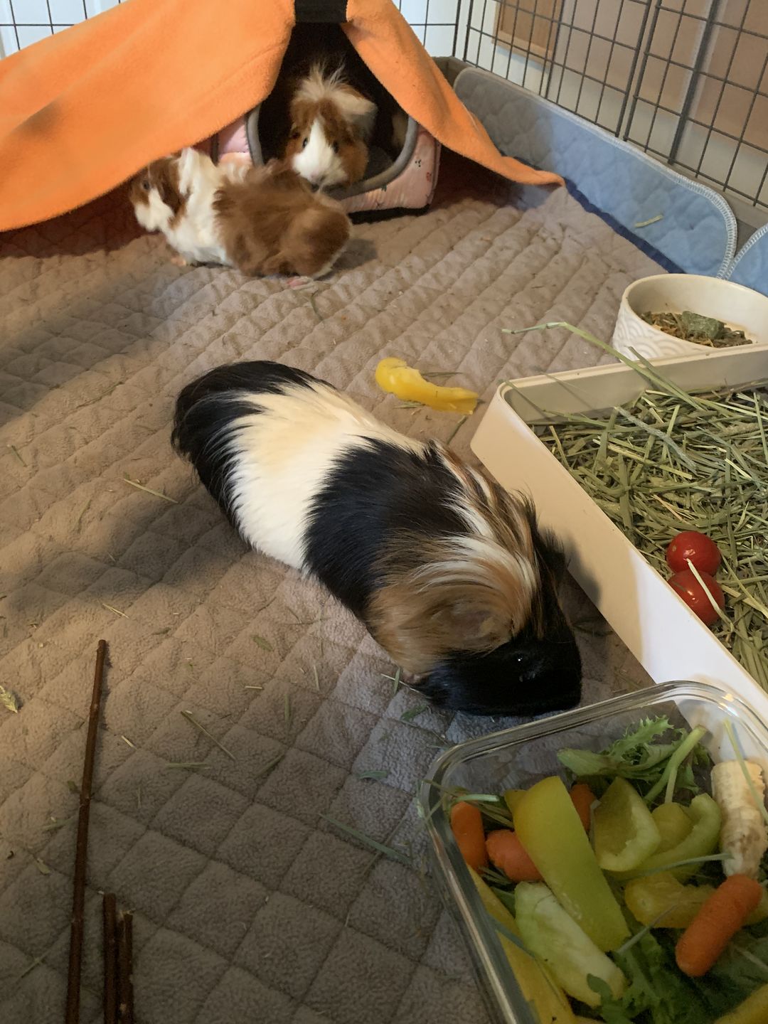 Customer photo review of GuineaDad Liner - Guinea Pig Fleece Liner with Pockets
