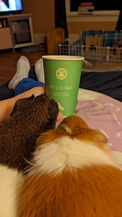 Customer photo review of GuineaDad Pea Flakes - Bonding Guinea Pig Treats - Infrared Heat Treated