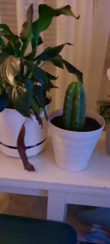 Customer photo review of San Pedro Cactus | Echinopsis pachanoi