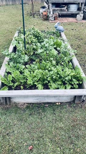 Customer photo review of Lettuce and Leafy Greens Vegetable Seeds (10 Variety)