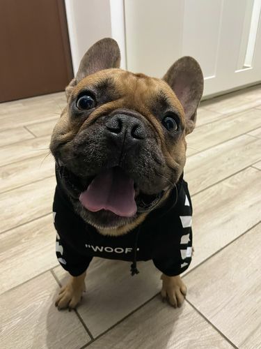 Customer photo review of Felpa "woof" Nera