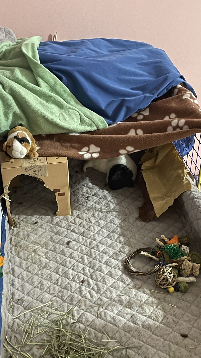 Customer photo review of GuineaDad Liner - Guinea Pig Fleece Liner with Pockets