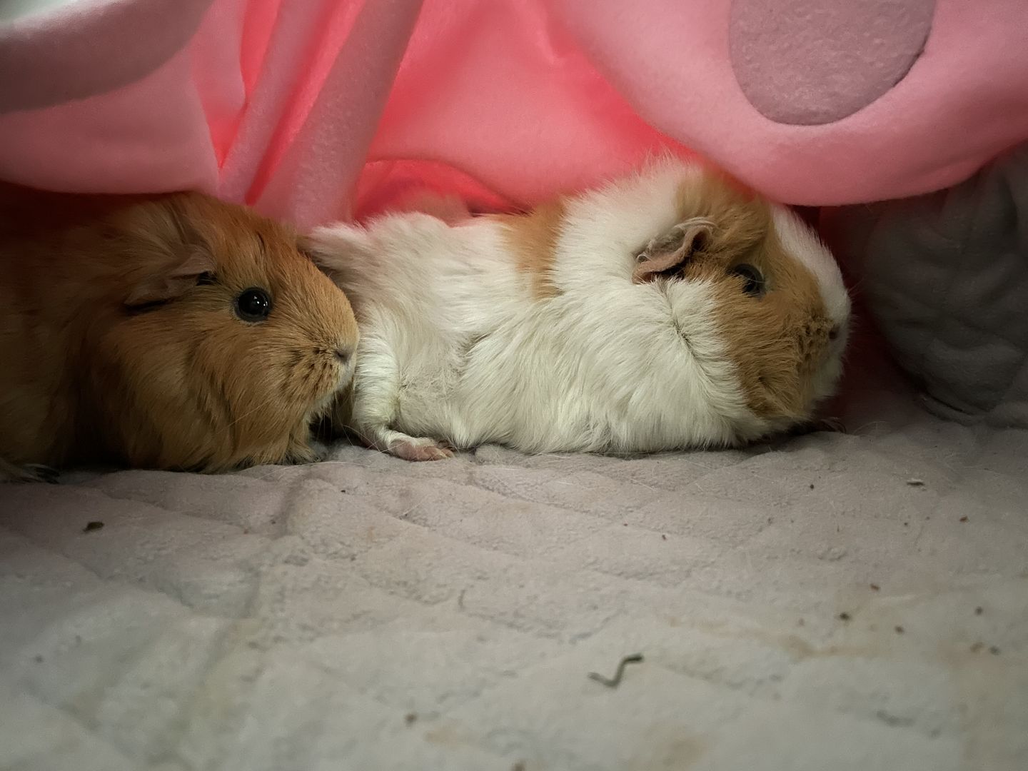 Customer photo review of GuineaDad Liner - Guinea Pig Fleece Liner with Pockets