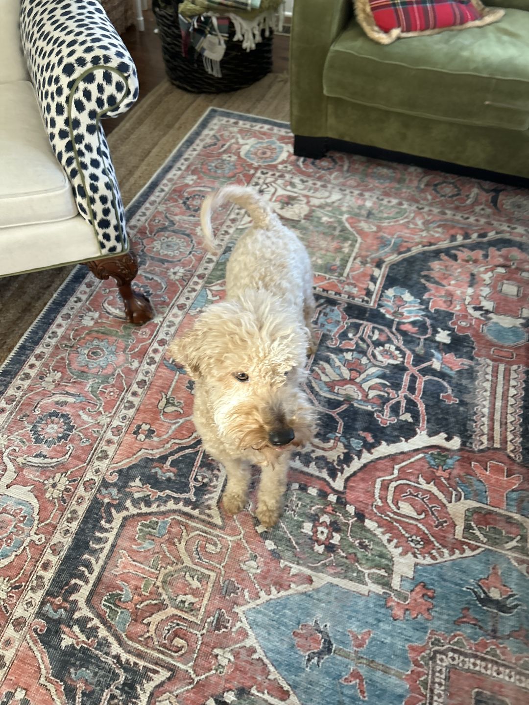 Customer photo review of Distressed Vintage Kendra Area Rug
