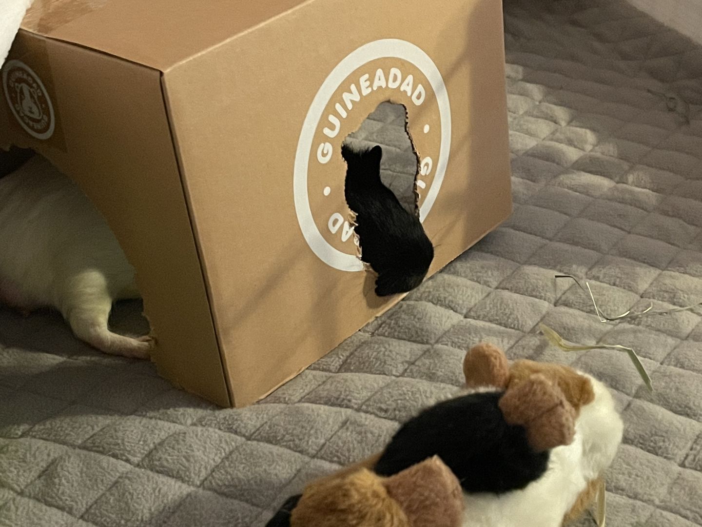 Customer photo review of GuineaDad Liner - Guinea Pig Fleece Liner No Pocket