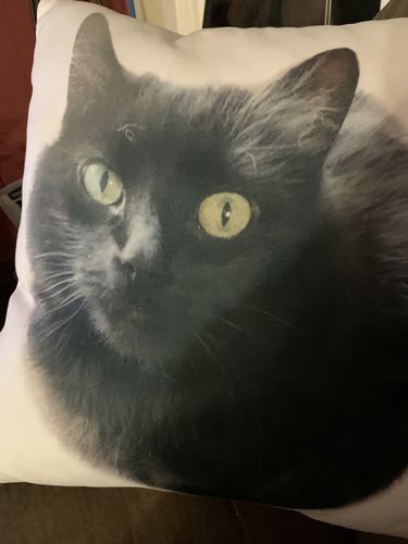 Customer photo review of Create A Custom Cat Pillow