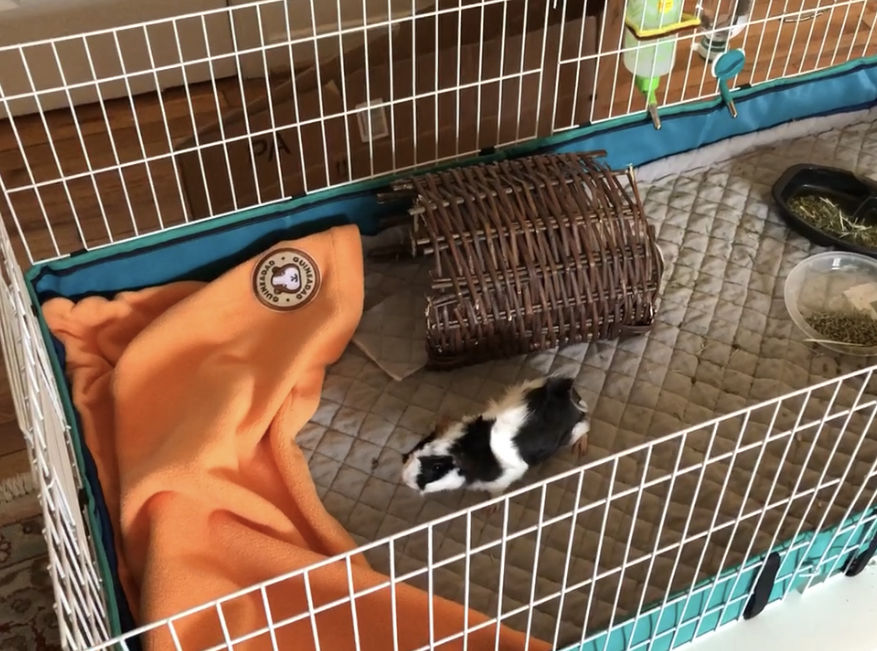 Customer photo review of GuineaDad Liner - Guinea Pig Fleece Liner with Pockets