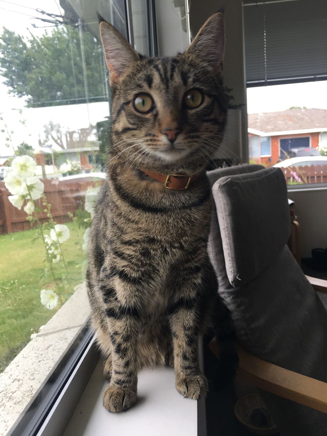 Customer photo review of Leather Cat Collar with Nameplate - Custom Sized