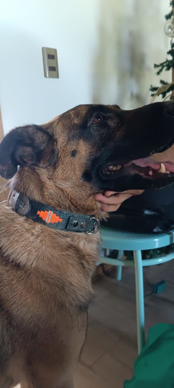 Customer photo review of Collar Lassie Gris/Gris B7
