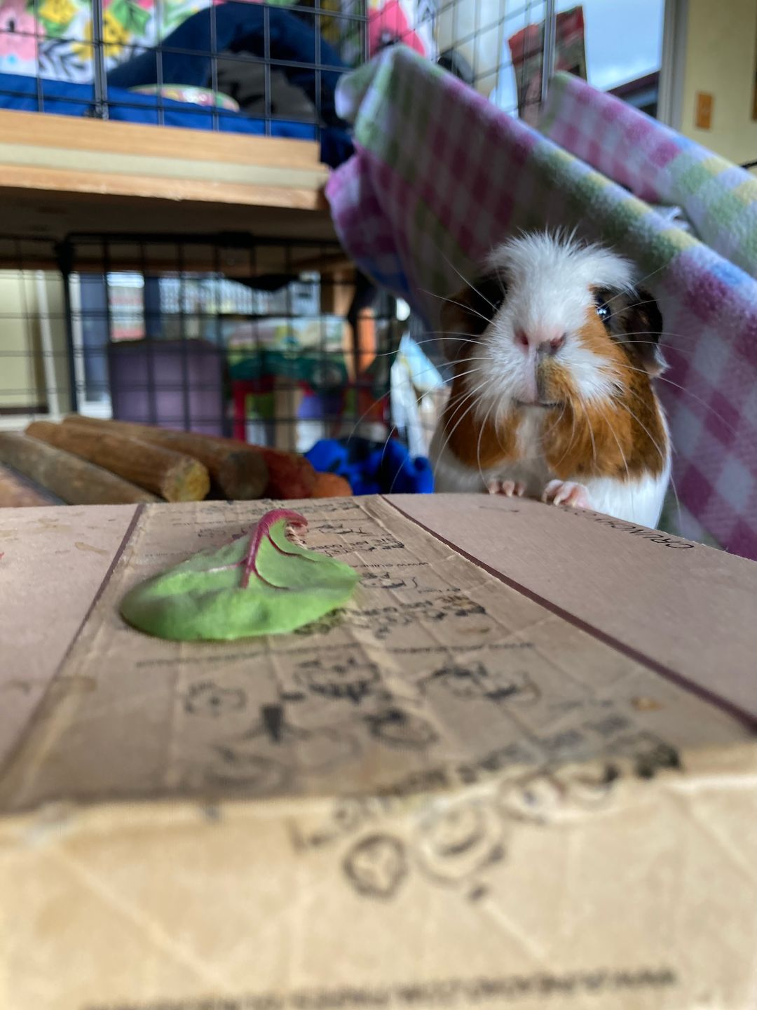 Customer photo review of GuineaDad Hay Box (3 Pack) - Orchard - Micro-Filtered Guinea Pig Hay