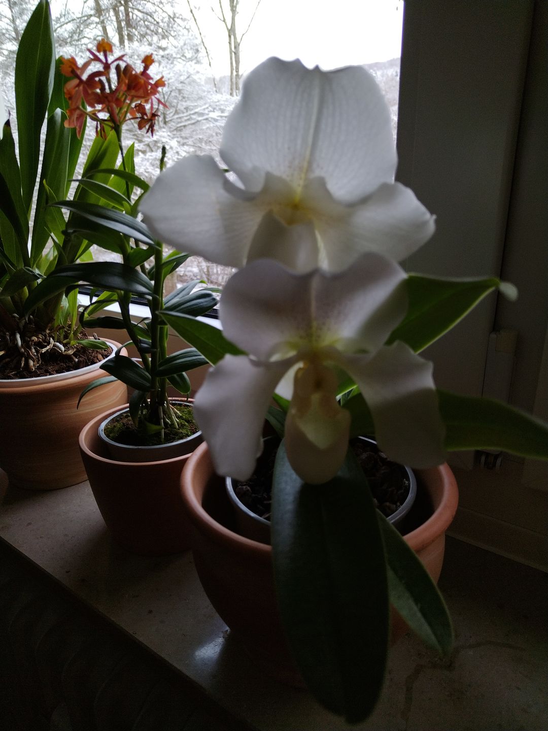 Customer photo review of Frauenschuh Orchidee White Lady
