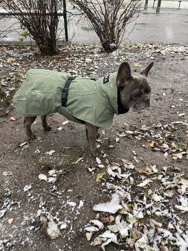Customer photo review of Visibility Winter Jacket Green for Dogs