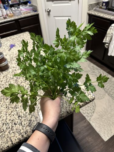 Customer photo review of Parsley (Giant of Italy)