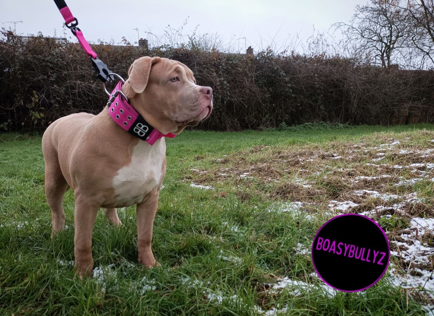 Customer photo review of 1.4m Swivel Combat Lead | Neoprene Lined, Secure Rated Clip with Soft Handle - Magentas