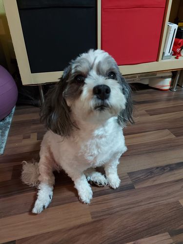 Customer photo review of Shiny Hair