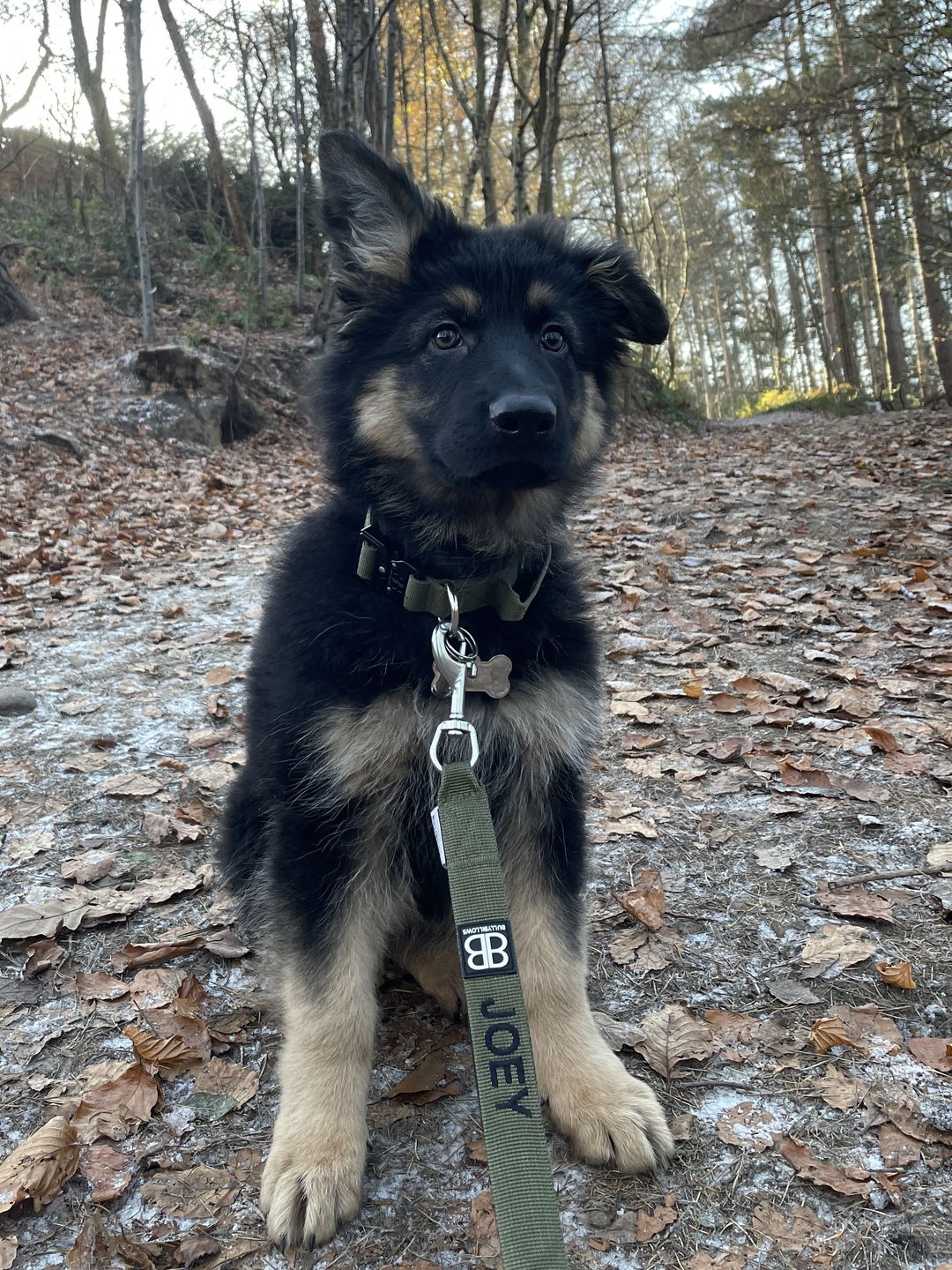 Customer photo review of 2.5cm Combat® Collar | With Handle & Rated Clip - Khaki v2.0