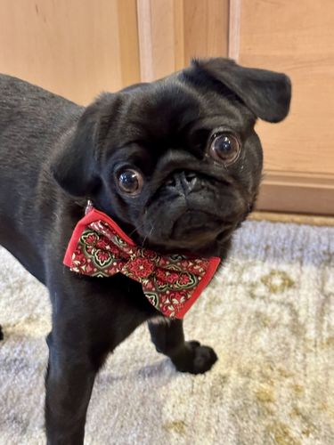 Customer photo review of Dog collar with bow tie -  Christmas Medallions floral