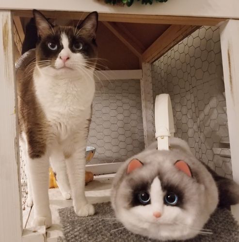 Customer photo review of Fluffy Ragdoll Cat Bag Cat Purse