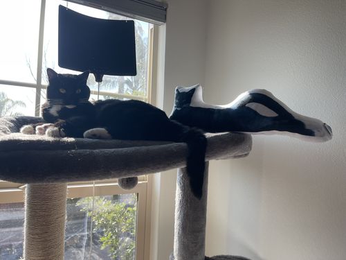 Customer photo review of Create A Custom Cat Pillow