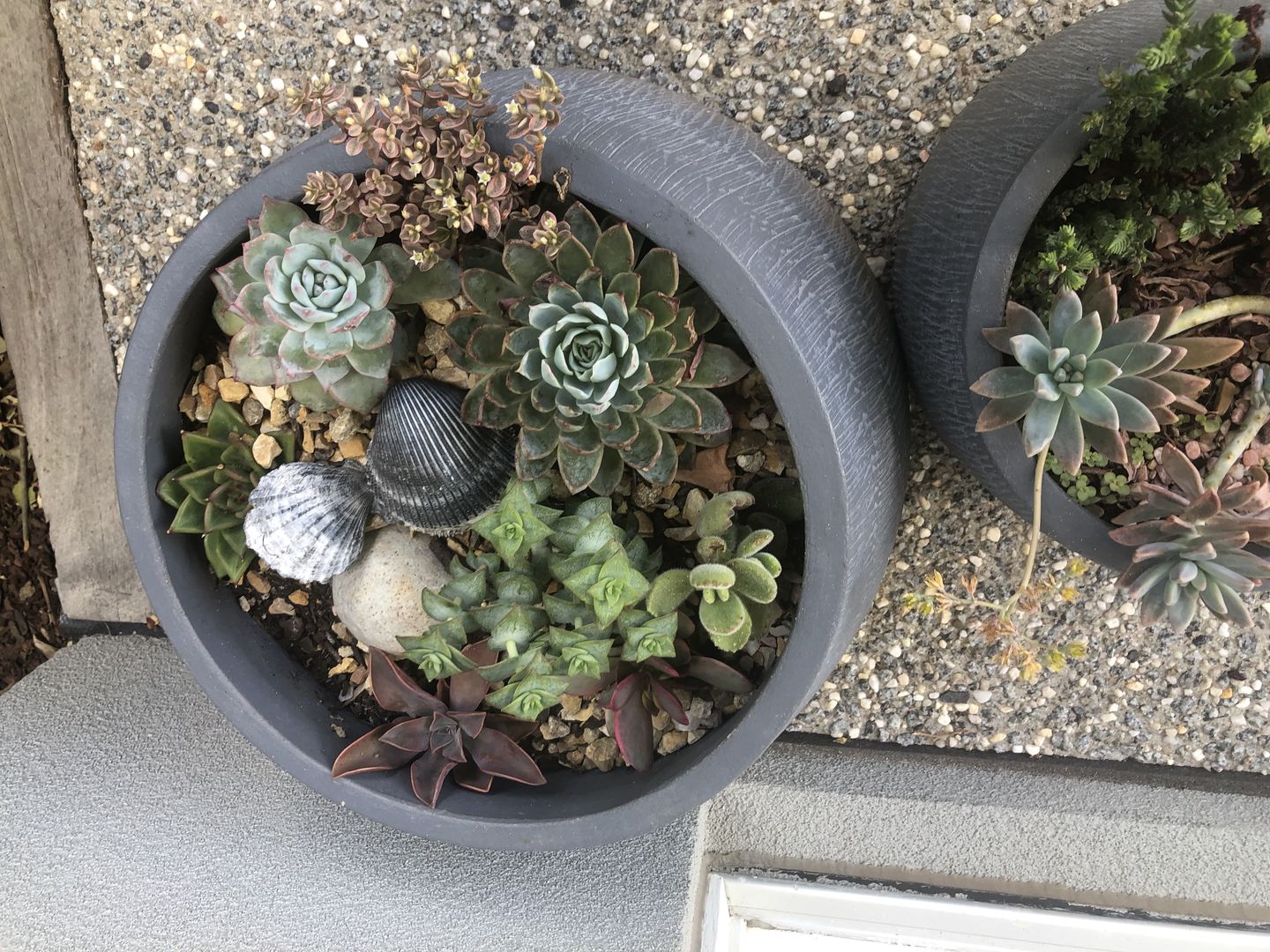 Customer photo review of Crassula Platyphylla Variagata