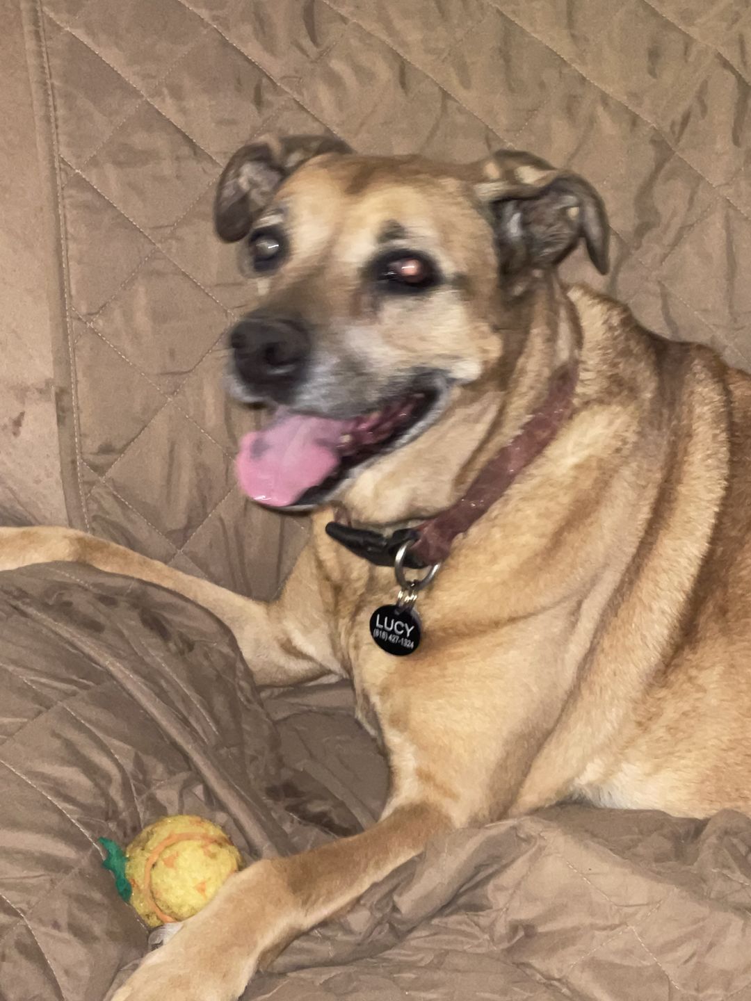 Customer photo review of Urinary Tract Infection and Kidney Support Remedy for Dogs (450 Pills)