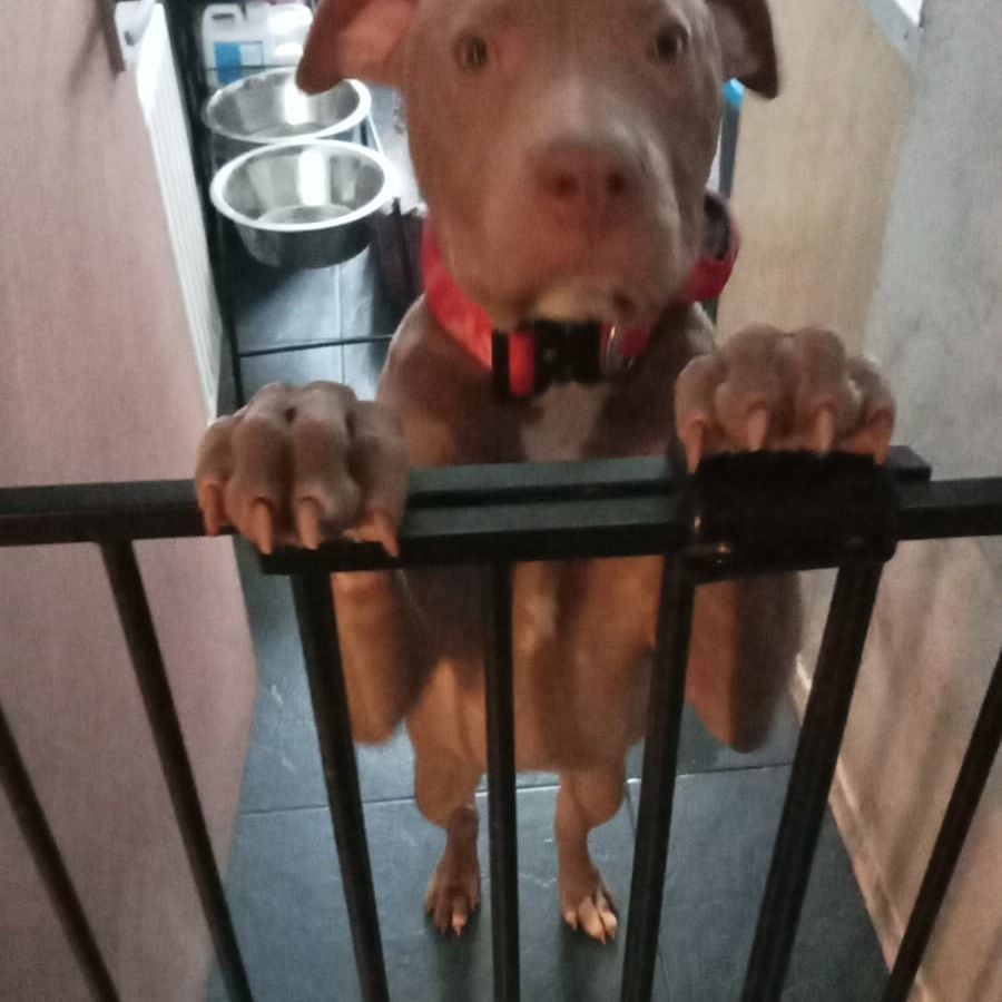 Customer photo review of 4cm Combat® Collar | With Handle & Rated Clip - Bubblegum v2.0