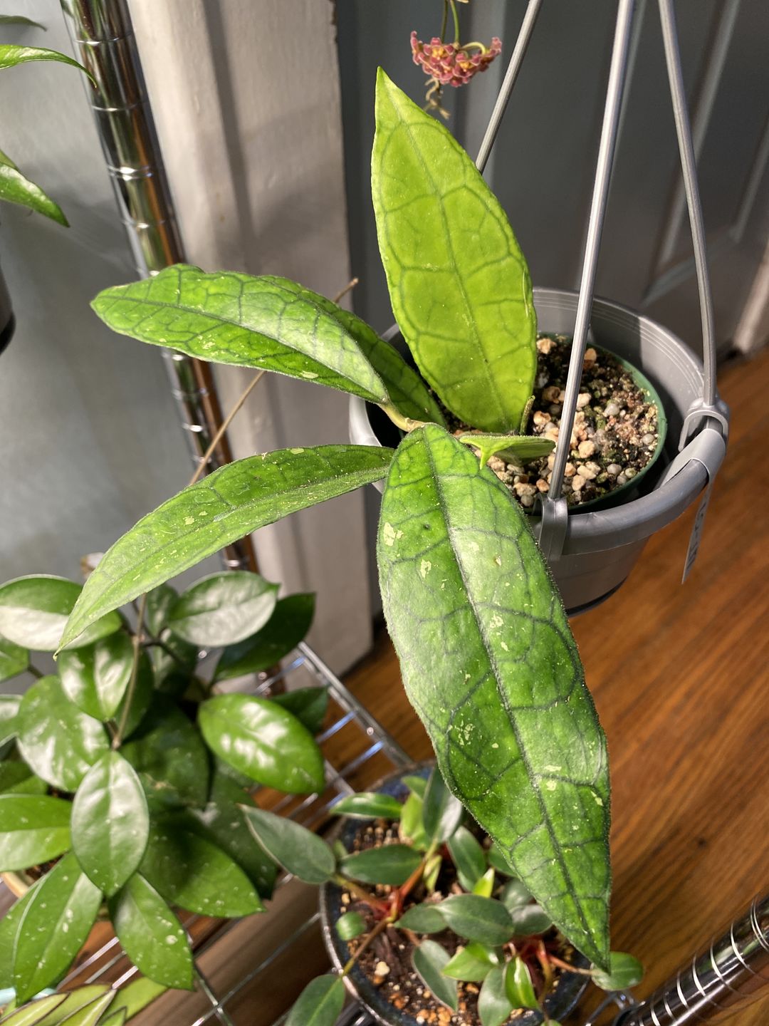 Customer photo review of 3" Hoya UT-073