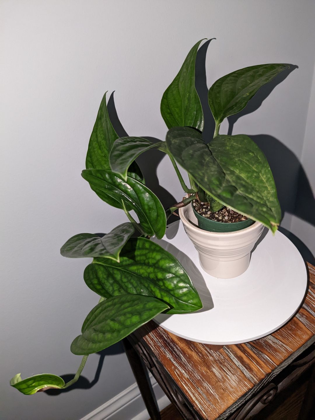 Customer photo review of 3" Monstera sp. 'Peru'
