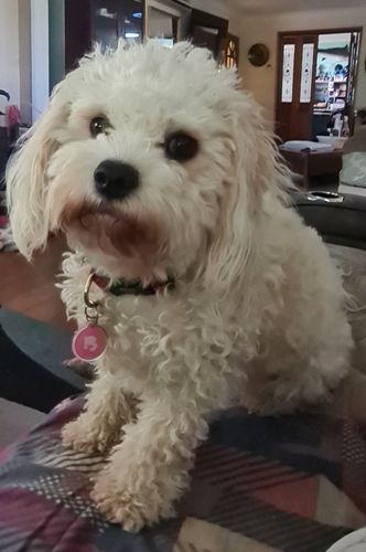 Customer photo review of Pink