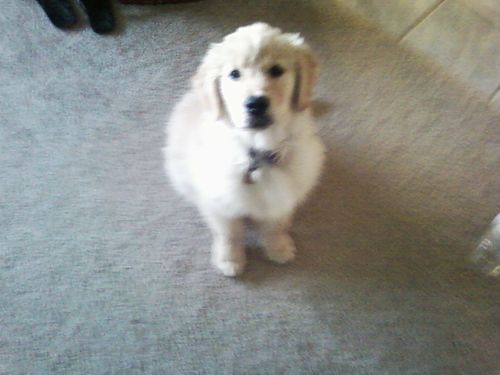 Customer photo review of Biscuits