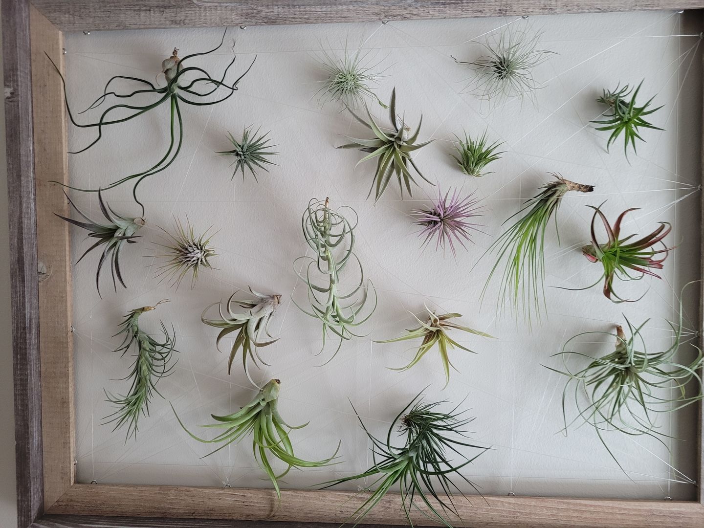 Customer photo review of *6 Pack* Premium Air Plants Mix  *Cannot Be Shipped Internationally*