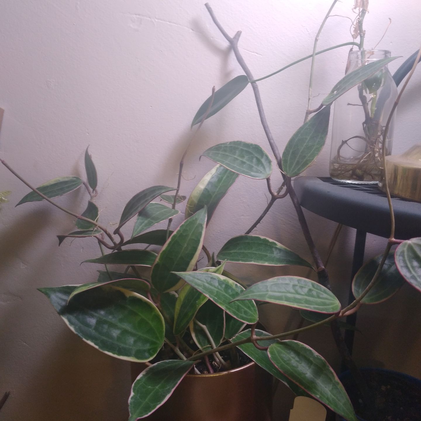 Customer photo review of 4" Hoya macrophylla 'Variegata'