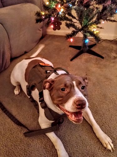 Customer photo review of 10-In-1 Tactical K9 Harness System - Full Set Dog Harness Bundle (Includes: Tactical No-Pull Dog Harness + Bungee Leash + Collar + MOLLE Pouches + First Aid Kit + 12 Hook & Loop Patches + Dog Goggles + Safety Belt + Travel Water Bowl + Dog Waste Bags)