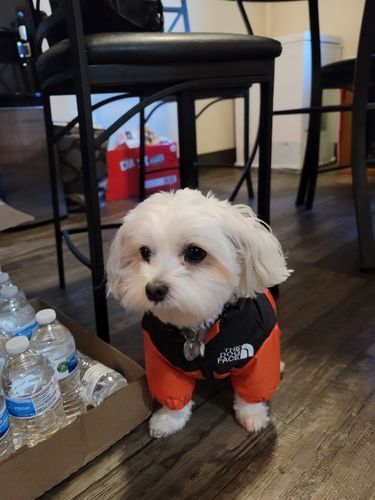 Customer photo review of Cozy Puffer Jacket