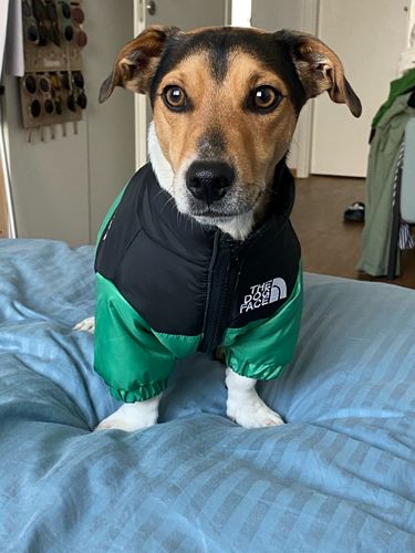 Customer photo review of Cozy Puffer Jacket
