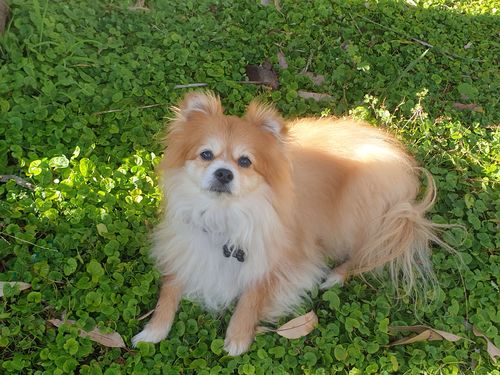 Customer photo review of Black Friday Hemp Seed Oil + Free tube of DoggieBalm Paw & Nose Balm