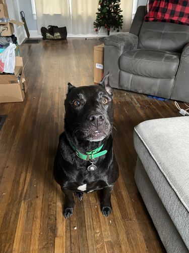 Customer photo review of Black