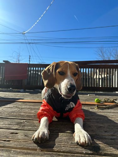 Customer photo review of Cozy Puffer Jacket