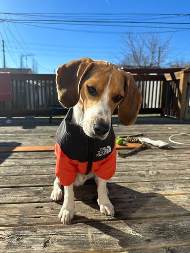 Customer photo review of Cozy Puffer Jacket