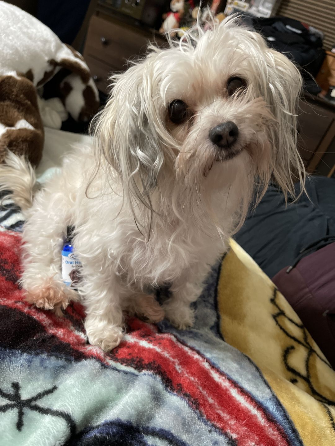 Customer photo review of Natural Dog Mouth Infection Treatment - Helps Control Gingivitis, Bad Breath and Plaque (450 Pills)