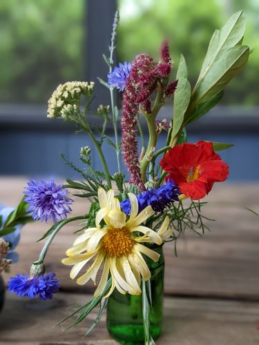 Customer photo review of Bachelor Button (Cornflower)
