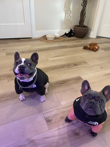 Customer photo review of Cozy Puffer Jacket