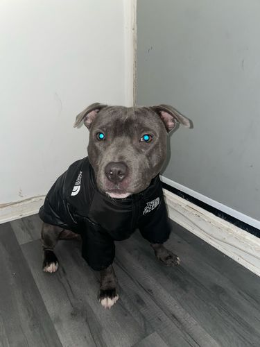 Customer photo review of Cozy Puffer Jacket