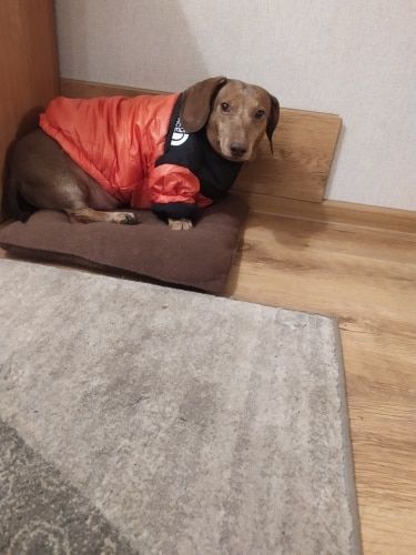 Customer photo review of Cozy Puffer Jacket