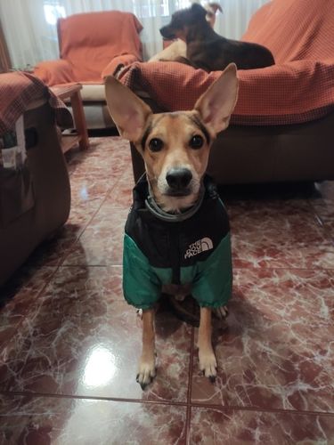Customer photo review of Cozy Puffer Jacket