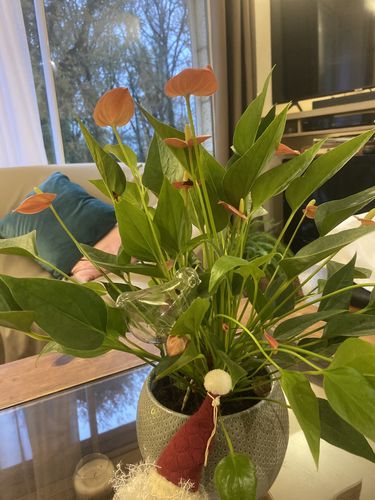 Customer photo review of Mon petit oiseau®